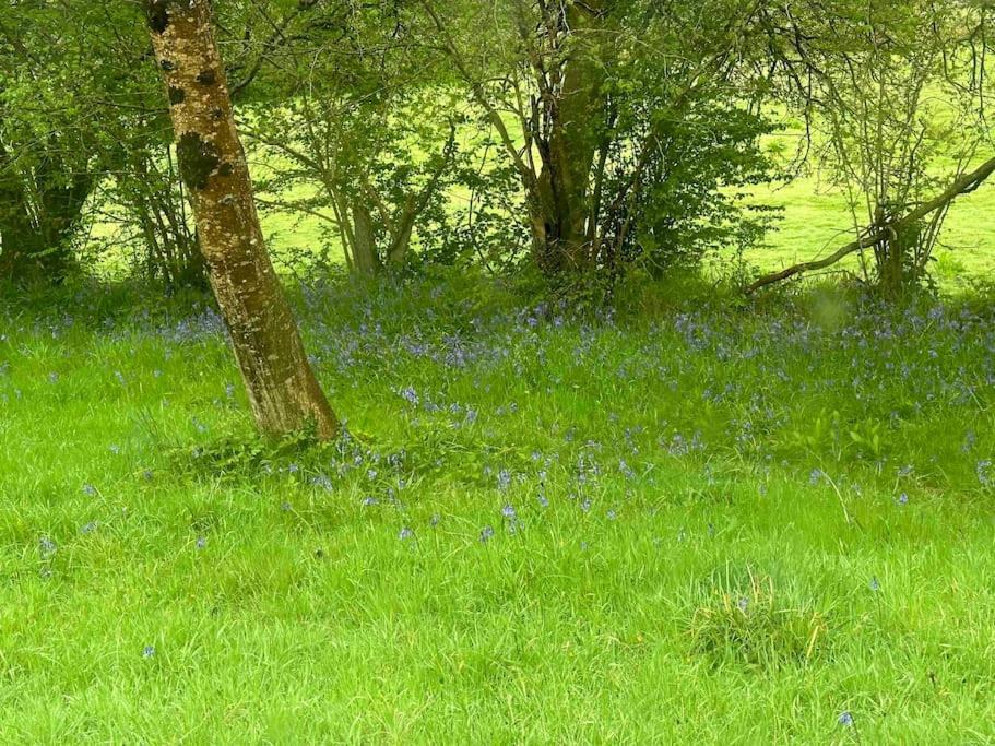 Cornwall Woodland Shepherd'S Hut Deirdres Hut 보드민 외부 사진